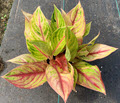 6" Aglaonema Golden Papaya